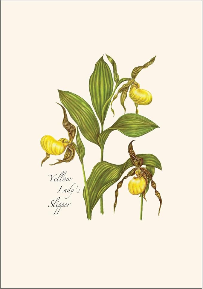 Earth Sky + Water - Native Orchid Assortment Assortment Notecard Set - 8 Blank Cards with Envelopes (2 each of 4 styles)