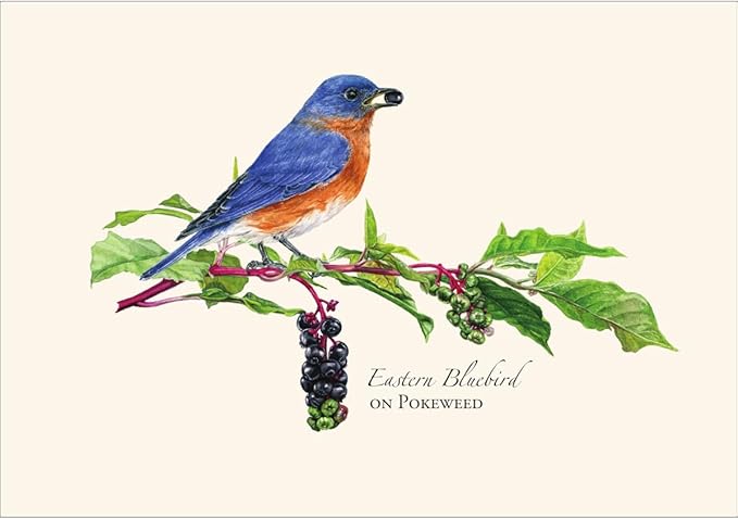 Earth Sky + Water - Bluebird on Pokeweed Notecard Set - 8 Blank Cards with Envelopes