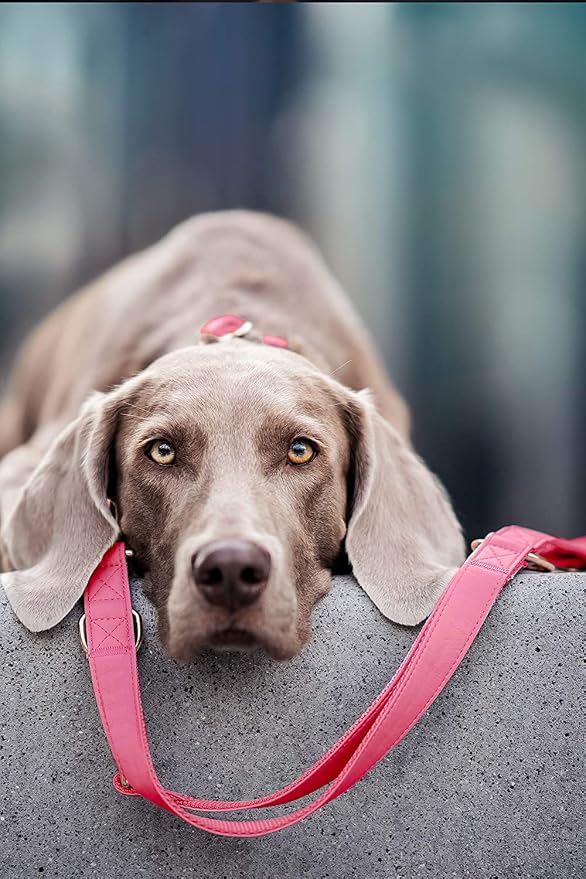Soft Leather Dog Collar and Leash (6.6') Set - Stylish Rose Gold Heavy Duty Metal Buckle, 4 Adjustable Lengths Leash for Small Medium Large Dogs - Comfortable & Easy to Clean Dark Pink XS(8"-12")
