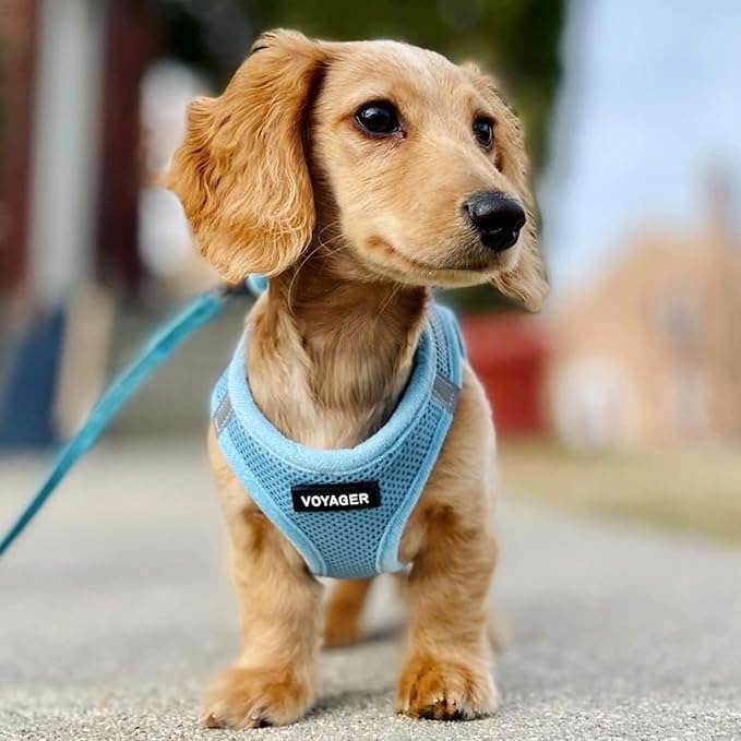 Best Pet Supplies Voyager Step-in Air All Weather Mesh Harness and Reflective Dog 5ft Leash Combo with Neoprene Handle, for Small, Medium and Large Breed Puppies - Baby Blue, X-Large