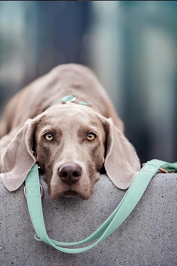 Soft Leather Dog Collar and Leash (6.6') Set - Stylish Rose Gold Heavy Duty Metal Buckle, 4 Adjustable Lengths Leash for Small Medium Large Dogs - Comfortable & Easy to Clean Mint Green L(15.4"-24.8")
