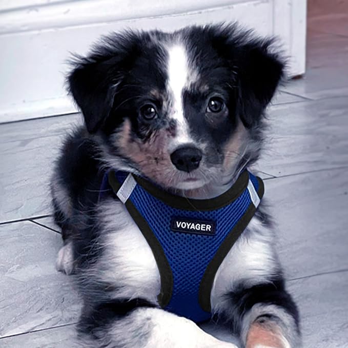 Best Pet Supplies Voyager Step-in Air All Weather Mesh Harness and Reflective Dog 5ft Leash Combo with Neoprene Handle, for Small, Medium and Large Breed Puppies - Royal Blue/Black Trim, X-Large