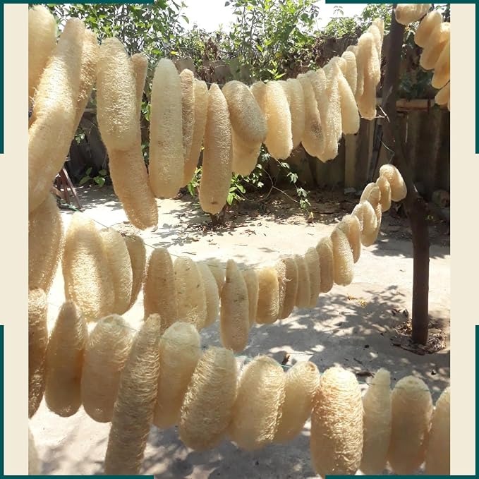 10 Pcs (5 – 7 Inches) Shower Loofah Exfoliating Body Scrubber | Natural Loofah Sponge | Bath for Loofah for Men and Women | Pack of 10