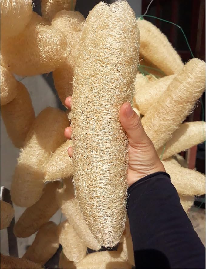 10 Pcs (7 – 10 Inches) Natural Loofah Sponge | Organic Loofah | Shower Loofah Exfoliating Body Scrubber | Bath for Loofah for Men and Women | (10 - Pack)