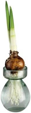 HomArt Recycled Glass Bulb Vase, Clear, 1-Count