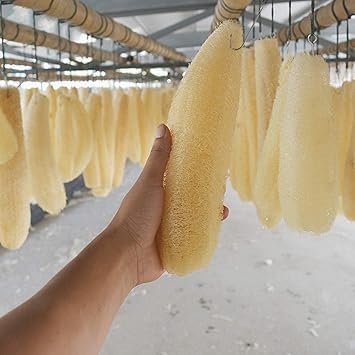Organic Loofah Sponge 5 Pack – 100% Natural Body Scrubber Set | Eco-Friendly, Biodegradable Bath Sponges for Shower & Exfoliation