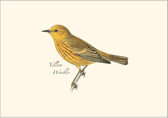 Earth Sky + Water - Peterson Warbler Assortment Notecard Set - 8 Blank Cards with Envelopes (2 each of 4 styles)