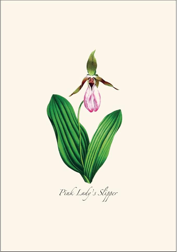 Earth Sky + Water - Woodland Wildflower Assortment Notecard Set - 8 Blank Cards with Envelopes (2 each of 4 styles)