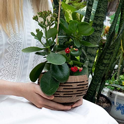 Rainforest Bowls Horizons Coconut Planter w/ Drainage Hole- Perfect for Succulents, Flowers, Small Plants, Indoor & Outdoor Gardens- Handcarved by Artisans, Eco-Friendly & Sustainable