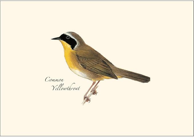 Earth Sky + Water - Peterson Warbler Assortment Notecard Set - 8 Blank Cards with Envelopes (2 each of 4 styles)