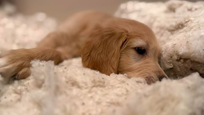 Rectangular Muslin Dog Bed Insert with Raw Cotton Filler, Natural Pet Bed Cushion Insert, Breathable Inner Pillow for Dog Bed Covers (Small 24"x15"x3")