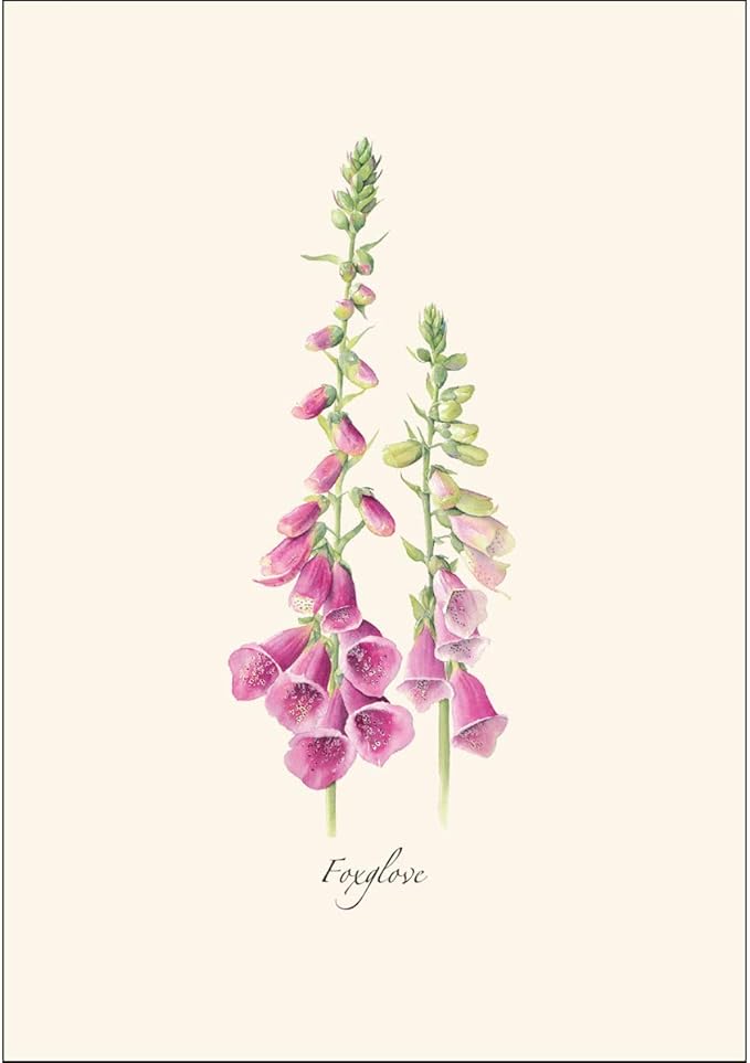 Earth Sky + Water - Foxgloves Boxed Notes