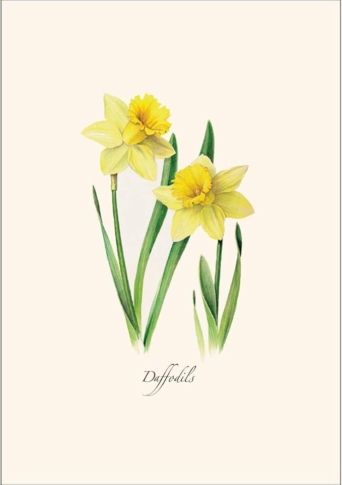 Earth Sky + Water - Daffodils Notecard Set - 8 Blank Cards with Envelopes