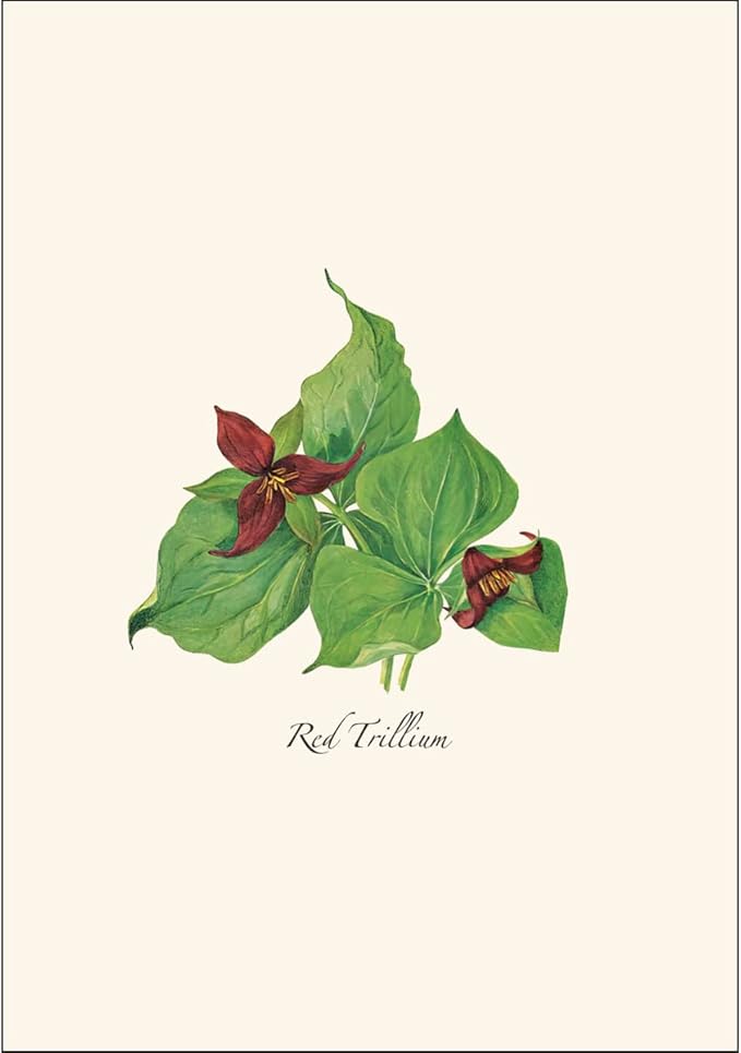 Earth Sky + Water - Woodland Wildflower Assortment Notecard Set - 8 Blank Cards with Envelopes (2 each of 4 styles)