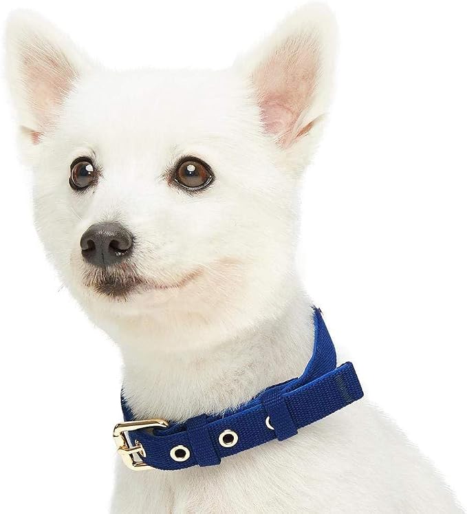 Blueberry Pet Classic Modern Iconic Matching Dog Collar and Rope Leash Set in Blue, Adjustable Neoprene Padded Collar with 4 ft Neoprene Handle Leash for Medium Dogs