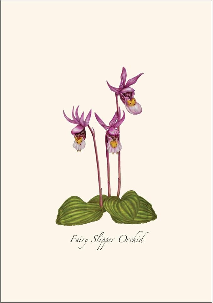 Earth Sky + Water - Native Orchid Assortment Assortment Notecard Set - 8 Blank Cards with Envelopes (2 each of 4 styles)