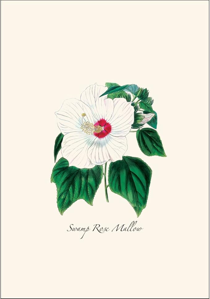 Earth Sky + Water - Woodland Wildflower Assortment Notecard Set - 8 Blank Cards with Envelopes (2 each of 4 styles)