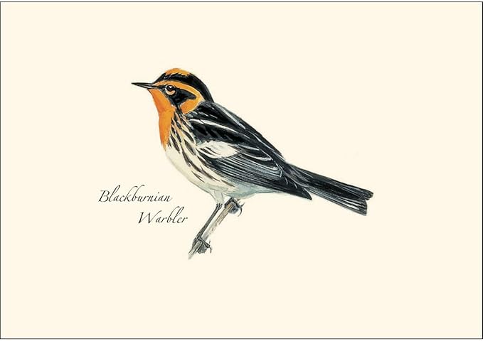 Earth Sky + Water - Peterson Warbler Assortment Notecard Set - 8 Blank Cards with Envelopes (2 each of 4 styles)