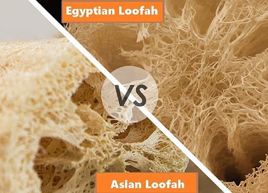 Whole Egyptian Loofah Around 22" 100% Natural Organic Loofah Exfoliating Scrubber for Shower, Natural Loofah Sponge Body Scrubber, for Men and Women