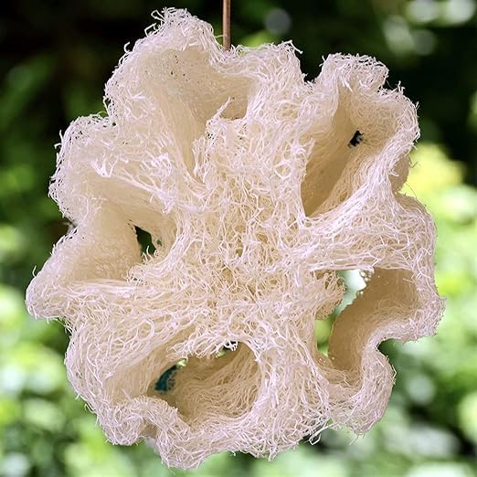 Whole Egyptian Loofah Around 22" 100% Natural Organic Loofah Exfoliating Scrubber for Shower, Natural Loofah Sponge Body Scrubber, for Men and Women