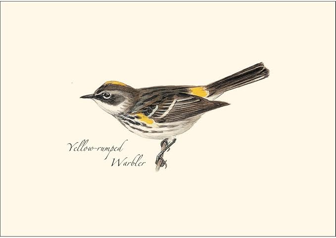 Earth Sky + Water - Peterson Warbler Assortment Notecard Set - 8 Blank Cards with Envelopes (2 each of 4 styles)