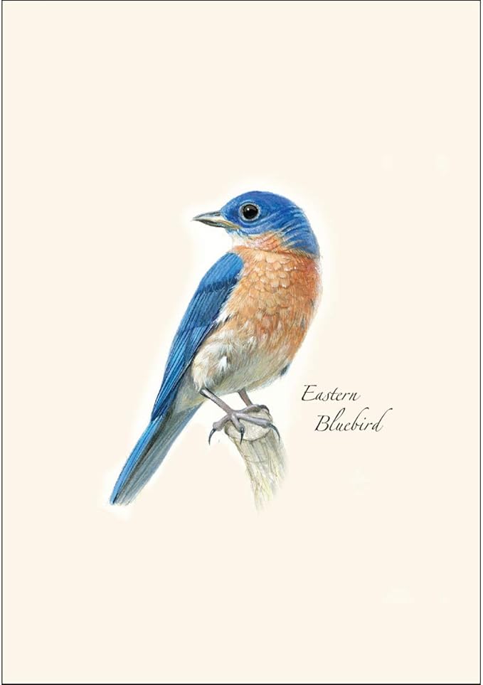 Earth Sky + Water - Bluebird Notecard Set II - 8 Blank Cards with Envelopes