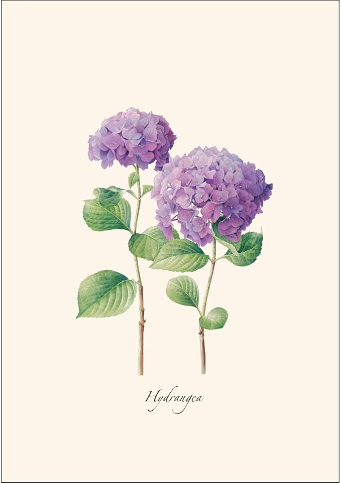 Earth Sky + Water - Hydrangea Notecard Set II - 8 Blank Cards with Envelopes