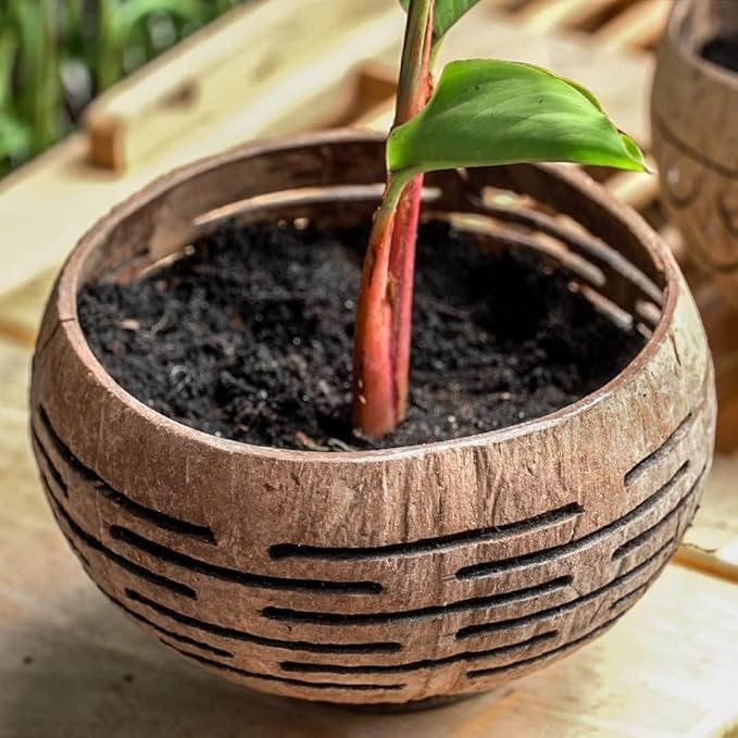 Rainforest Bowls Set of 2 Horizons Coconut Planters w/Drainage Hole- Perfect for Succulents, Flowers, Small Plants, Indoor & Outdoor Gardens- Handcarved by Artisans, Eco-Friendly & Sustainable