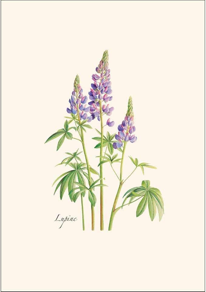Earth Sky + Water - Lupine Notecard Set - 8 Blank Cards with Envelopes