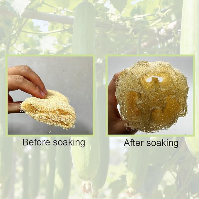 Zooshine 4PCS 6" Natural Loofah Sponge Organic Shower Loofah for Exfoliating & Smooth Skin, Loofahs for Bathing for Men & Women