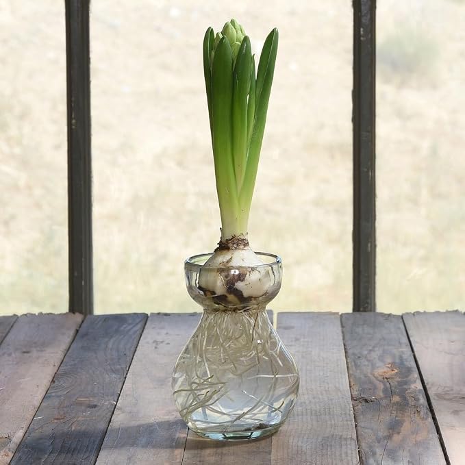 HomArt Recycled Glass Bulb Vase, Clear, 1-Count