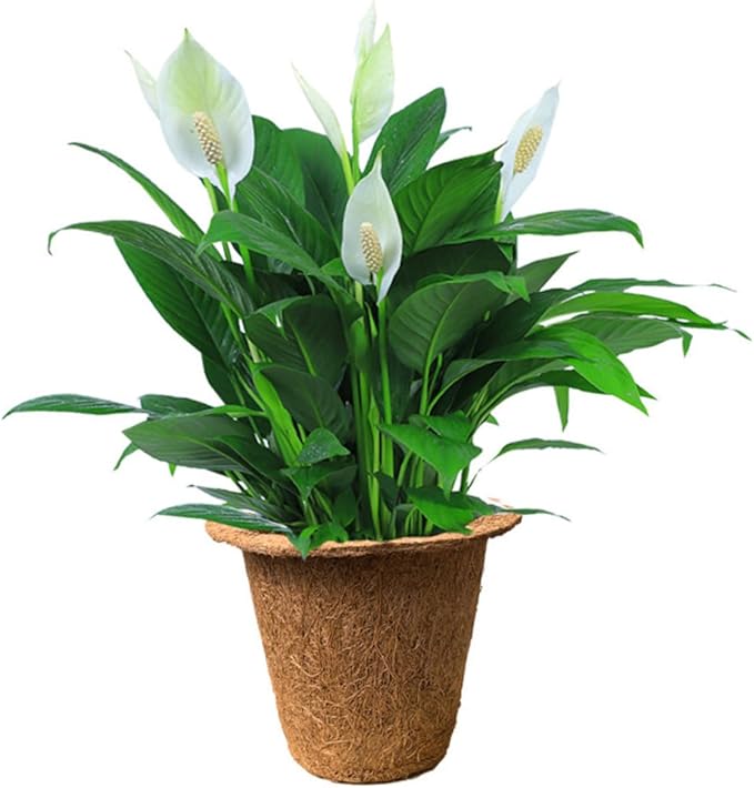 LABRIMP 6pcs Biodegradable Coir Succulent Planter Nursery Pots for Seedlings and Indoor Garden, Eco-Friendly Peat Plant Holders Suitable for Vegetable and Herb Growth