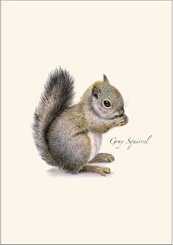 Earth Sky + Water - Gray Squirrel Notecard Set - 8 Blank Cards with Envelopes