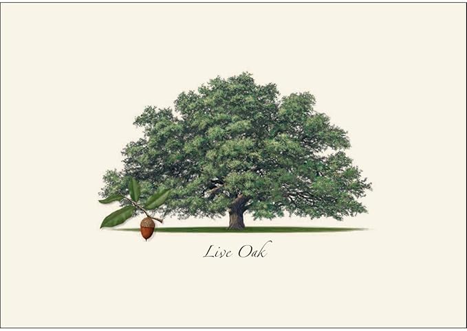Earth Sky + Water - Live Oak Notecard Set - 8 Blank Cards with Envelopes