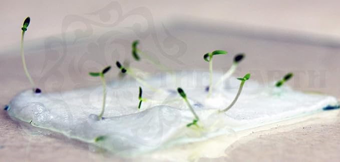 Of The Earth Handmade Paper - Wildflower Seed Paper House Shape Cards - w/Seeds & Petals - 5" x 7" - Set of 8 - Guides & Envelopes Included (36s Fern & Chard)