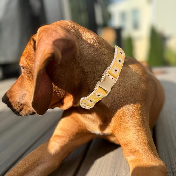 Woven Dog Collar with Metal Buckle Adjustable Jacquard Retro Dog Collars for Small Medium Large Dogs(Daisy,M)