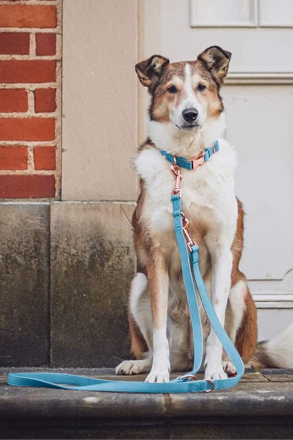 Soft Leather Dog Collar and Leash (6.6') Set - Stylish Rose Gold Heavy Duty Metal Buckle, 4 Adjustable Lengths Leash for Small Medium Large Dogs - Comfortable & Easy to Clean Light Blue M(13.8"-19.7")