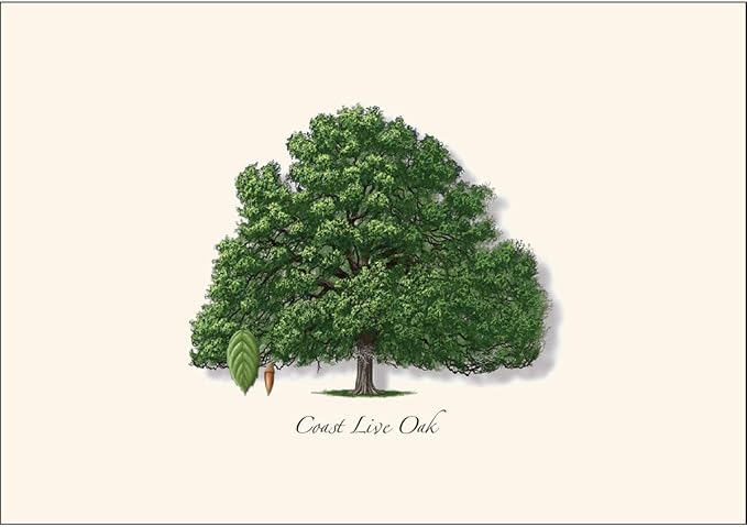 Earth Sky + Water - Coast Live Oak Notecard Set - 8 Blank Cards with Envelopes