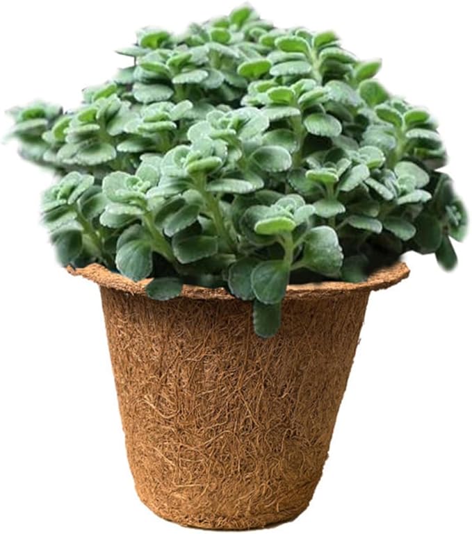 ARTIBETTER 6pcs Biodegradable Coconut Fiber Nursery Starter Containers for Seedlings, Indoor Balcony Succulent Holders, Eco-Friendly Green Planting Pots for Office and Home Gardening