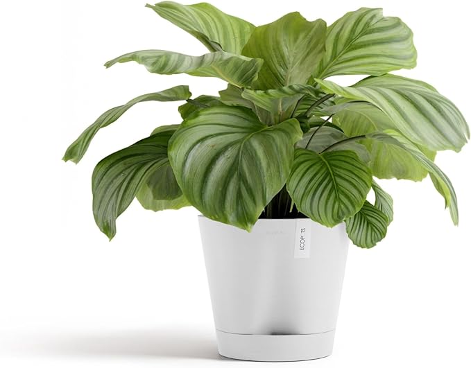 Ecopots Venice 2 Durable Modern Round Indoor/Outdoor Recycled-Based Composite Flower Pot Planter w/Water Reservoir, Pure White, 12"