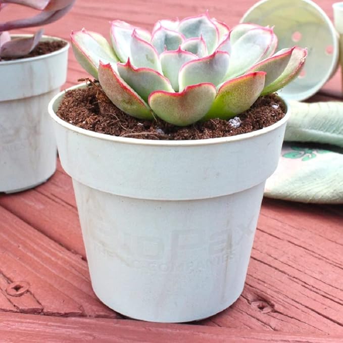 The HC Companies Biopax 4 Inch Eco-Friendly, Biodegradable Plant Pots - Perfect for Seed Starting or Vegetables (Set of 6)