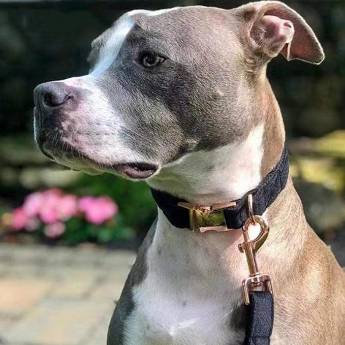 Love Dream Velvet Dog Collar and Leash Set, Soft & Comfy Adjustable Dog Leash and Collar with Heavy Duty Metal Buckle for Small Medium Large Dogs Training & Walking (Small, Black)