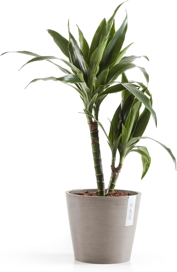 Ecopots Amsterdam Durable Modern Round Indoor/Outdoor Recycled-Based Composite Flower Pot Planter w/Water Reservoir, Taupe, 8"