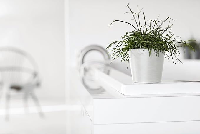 Ecopots Amsterdam Mini Durable Modern Round Recycled-Based Composite Flower Pot Planter, Pure White, 4"