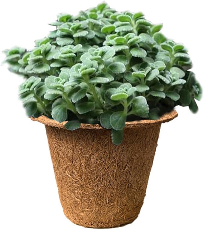 LABRIMP 6pcs Biodegradable Coir Succulent Planter Nursery Pots for Seedlings and Indoor Garden, Eco-Friendly Peat Plant Holders Suitable for Vegetable and Herb Growth
