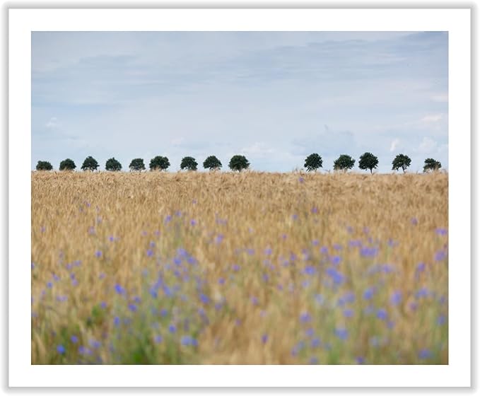 Monem Art Golden Meadow Horizon Landscape Print - Minimalist Nature Photography Poster - Wall Decor for Living Room, Bedroom or Office - 12x16 ROLLED CANVAS Wall Art by Mareike Bohmer