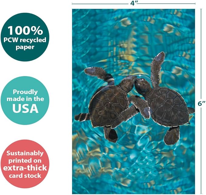 Tree-Free Greetings EcoNotes 12 Count Baby Sea Turtles All Occasion Notecard Set with Envelopes, 4 x 6 Inches (FS56932)