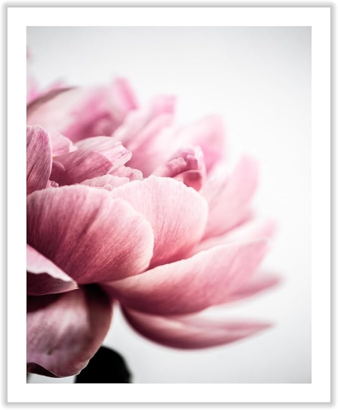 Monem Art Pink Peony Macro Photography Print - Minimalist Floral Art Poster - Wall Decor for Living Room, Bedroom or Office - 18x24 ROLLED CANVAS Wall Art by Mareike Bohmer