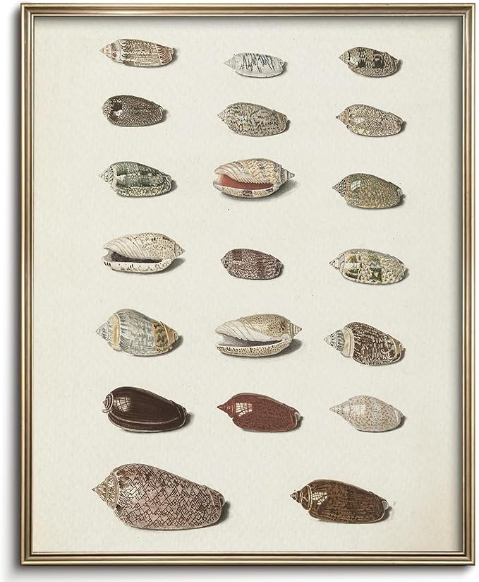 Retro Seashells Wall Art Cute Summer Art Print Vintage Larousse Illustration, Sea Life Wall Decor, Housewarming Gift, Sea Star, Shell Poster Trendy Beach House Decor, Coastal Wall Art(UNFRAMED 8x10in)