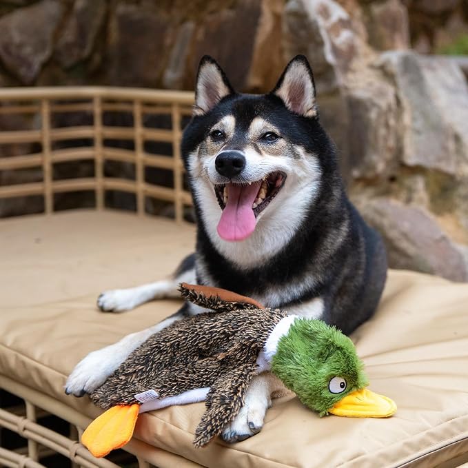 Best Pet Supplies Squeaky Dog Toys with Soft Durable Fabric for Small, Medium and Large Pets Interactive Toy for Indoor Play, Supports Active Biting and Play - 1Wild Duck, Pig, Small